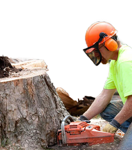 Tree trimming expert