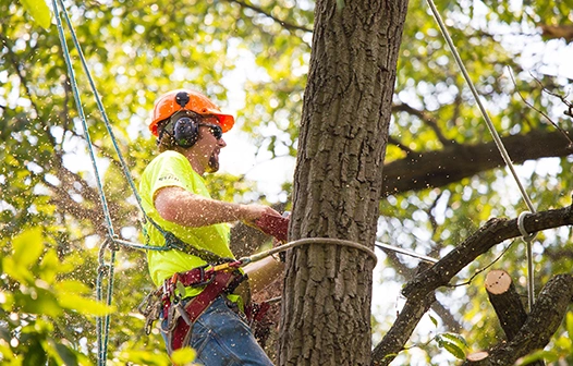 Tree Trimming Services