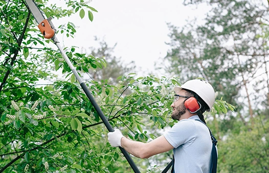 Exceptional Tree Trimming Services