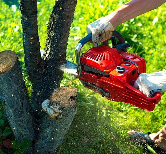 Tree Services in Chester Town, NY, and Surrounding Areas