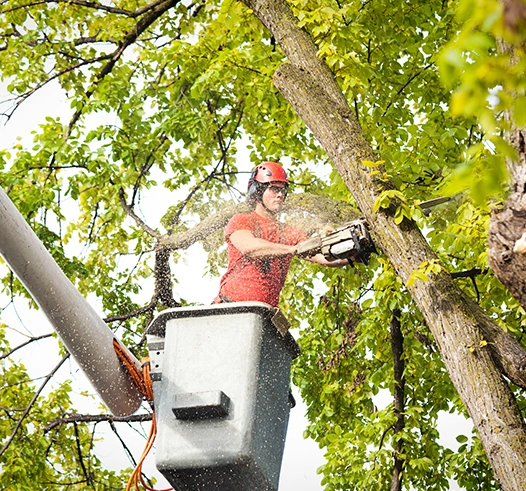 Tree maintenance worker