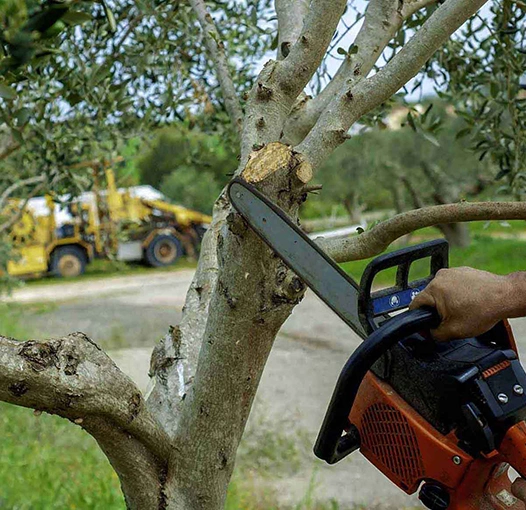 Tree Trimming